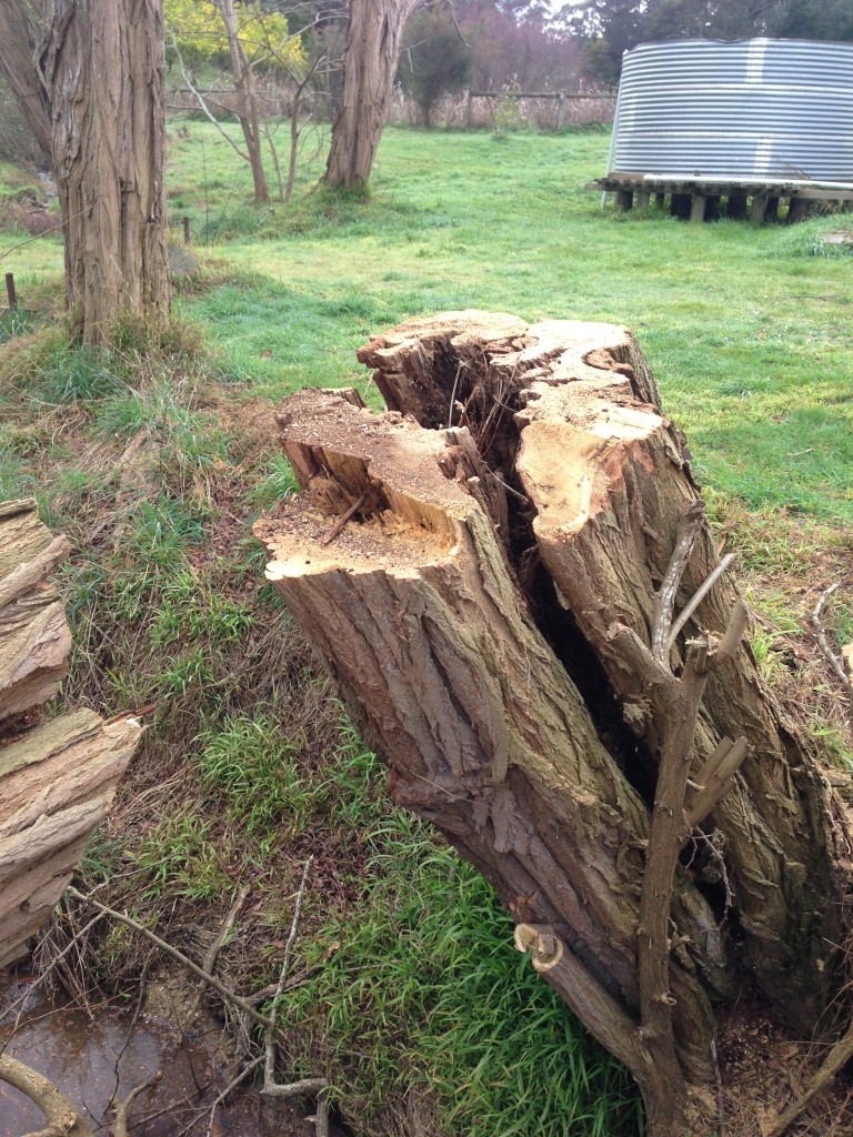 dangerous tree removal mornington